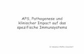 APS, Pathogenese und klinischer Impact auf das ...€¦ · Entwicklung der B-Zellen B-Zellen sind Lymphozyten und damit Teil des adaptiven Immunsystems. ... • Autoreaktive B- und