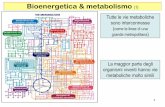 Bioenergetica & metabolismo (1) - docenti.unicam.itdocenti.unicam.it/tmp/3235.pdf · del metabolismo dei carboidrati e acidi grassi isomerasi Ribulosio 5P epimerasi. ... del rene