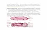 La Célula. Estructura Y Función Forma y tamaño de las …examendocente.com/03-secundaria/CTA/2experimentacion/2/3... · Célula procariota: bacteria Gram positiva. Célula eucariota.