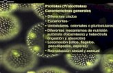 Protistas (Protoctistas) Características generalesecaths1.s3.amazonaws.com/farmacobotanicaunt/1338389726.Tema 11... · Protistas (Protoctistas) Características generales • Diferentes