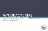 MYCOBACTERIAS - fmed.uba.ar · COMPLEJO Mycobacterium tuberculosis Mycobacterium tuberculosis Mycobacterium bovis Mycobacterium africanum MNT (Mycobacterias no tuberculosas)