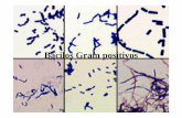 Bacilos Gram positivos print - users.med.up.ptcc04-10/microslides/6-bacgrampos.pdf · Género Corynebacterium - Ubiquitários - Colonizam pele, tracto respiratório superior, tracto