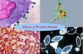 Virus y Protoctistas - centros.edu.xunta.escentros.edu.xunta.es/iesastelleiras/depart/bioxeo/lgazon/presen/... · Trypanosoma Plasmodium Leishmania Trichomonas vaginalis Toxoplasma
