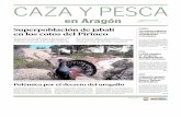 CAZA Y PESCA - Federación Aragonesa de Caza HA.pdf · metros de altitud en aquellos cotos en los que hay urogallo. ... negética en el último año. Todavía queda un mes de caza