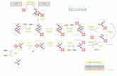 Glucolisis - upload.wikimedia.org · 1,3-bifosfoglicerato Gliceraldehido 3P Dihidroxicetona P Enolasa ATP ADP Pi Balance de la Glucolisis C6H12O6 2 C3H4O3 Consumido Producido 2 NAD+