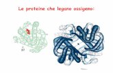 Le proteine che legano ossigeno - Università degli Studi ...omero.farm.unipi.it/matdidFarm/16/lez.5 mioglobina ed emoglobina.pdf · dal 2,3 bifosfoglicerato (BPG) L’emoglobina