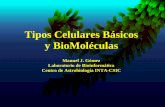 Tipos Celulares Básicos y BioMoléculas · monosacaridos polisacaridos acidos grasos grasas/lipidos aminoacidos proteinas nucleotidos acidos nucleicos.