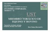MIEMBRO TORÁCICO DE EQUINO Y BOVINO - anato.cl AV2 2op/k-claseAV2-13.pdf · Topografía, osteología, miología, ... Músculos antebrazo equino Extensor carporadial Extensor digital