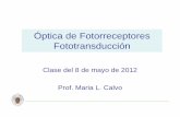 Óptica de Fotorreceptores Fototransducción - …webs.ucm.es/info/giboucm/images/ml_calvo/fv 8 mayo.pdf · Los fotorreceptores de la retina se comportan como centros de scattering.