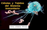 Células y Tejidos del Sistema Inmunitario · • Participan en la Inmunidad ... Clases de Linfocitos. 1. Primarios o centrales: ... Asociado a las Mucosas. Recirculación Linfocitaria.