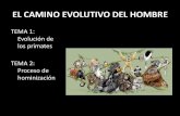 EL CAMINO EVOLUTIVO DEL HOMBRE - …profegab.weebly.com/uploads/2/7/2/4/27245343/camino_evolutivo_del... · HOMINIZACION : 4 etapas PREHUMANA ... Leakey en la garganta de Olduvai,