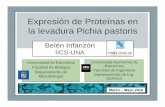 Expresión de Proteínas en la levadura Pichia pastoris de... · fracción soluble del clon 9 Pichia X-33 pPIC α-LipR (6), fracción soluble de Pichia X-33 (7)