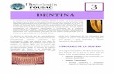 dentina - Apoyo para la Fac. de Odontología – USAC · terminales que indican el inicio de la formación dental, justo cuando los odontoblastos y los ... • Dentina del Manto o