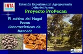 El cultivo del Nogal Pecan Características del Mercado · El cultivo del Nogal Pecan Características del Mercado Estación Experimental Agropecuaria Delta del Paraná Proyecto ProPecan