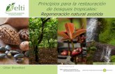Principios para la restauración de bosques tropicaleselti.fesprojects.net/2013Azuero/g.bloomfield.rna.pdf · Enriquecimiento – especies de ... Bosque secundario degradado en la