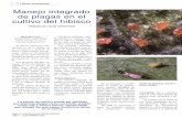 Manejo integrado de plagas en el cultivo del hibisco · cultivo del hibisco Hibiscus rosa-sinensis ... do los más comunes el rojo, amarillo, ... las consiguientes ventajas en