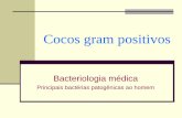 Cocos gram positivos - Plataforma IOW · Cocos gram positivos Aeróbios ou Anaeróbios Facultativos Anaeróbios obrigatórios Staphylococcus Streptococcus Enterococcus Catalase (+)