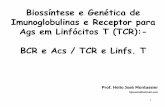 Biossíntese e Genética de Imunoglobulinas e Receptor … · Biossíntese e Genética de Imunoglobulinas e Receptor para Ags em Linfócitos T (TCR):- BCR e Acs / TCR e Linfs. T 1