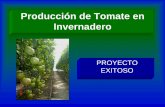 Producción de Tomate en Invernadero · Producción de Tomate en Invernadero PROYECTO EXITOSO. ... tomate de alta calidad, bajo condiciones de ambiente controlado, a través de técnicas