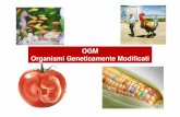 OGM Organismi Geneticamente Modificati - Benvenutofarmacologia.unipg.it/index_htm_files/lez.11_OGM.pdf · 2 Con il termine Organismo Geneticamente Modificato (OGM) si intende un organismo