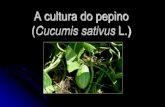 A cultura do pepino (Cucumis sativus) - uenf.br · C. sativus –pepino ... Cultivo em estufa. Solo e Adubação. Espaçamento. Propagação Bandejas de poliestireno. Tratos culturais.