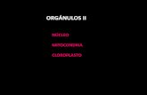 ORGÁNULOS II - s7eda9bc1e5199500.jimcontent.com · ORIGEN DE LOS PLASTOS PROPLASTO: orgánulos indiferenciados precursores de plastos maduros ... GÉNESIS DE MITOCONDRIAS Y CLOROPLASTOS
