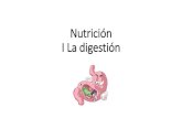 Nutrición I La digestión - … · •Existen 3 tipos de digestión Nos centraremos en el tubo digestivo y la digestión extracelular (Humanos y otros animales) La digestión intracelular