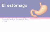 El estómago - s4f1d769cf586f6c7.jimcontent.coms4f1d769cf586f6c7.jimcontent.com/download/version/1412182199/mod… · El estómago es un ensanchamiento del tubo digestivo con forma