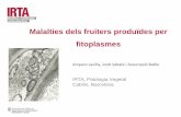 Malalties dels fruiters produïdes per fitoplasmesruralcat.gencat.cat/migracio_resources/672303_fruticultura_fito... · Malalties dels fruiters produïdes per fitoplasmes. Amparo