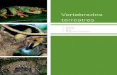 Vertebrados terrestres - Secretaría de Desarrollo … · 242 Anfibios Capítulo 4 Anfibios L os anfibios, junto con los peces, rep tiles, aves y mamíferos, son animales vertebrados.