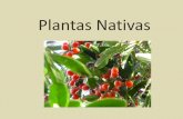 Plantas Nativas - latierrahabla.org.ar · otras que crecen trepando sobre árboles nativos, por citar algunos casos. ... foráneos que tienden a desplazar a las del lugar. ... compartimos