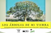 LOS ÁRBOLES DE MI TIERRA - es.fundsi.orges.fundsi.org/wp-content/uploads/2016/11/especiesforestales.pdf · Le gustan los dinosaurios y Pokemon. Escogió trabajar con sus ... granito