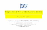Diagnóstico Diferencial del Aborto Bovino - cmvsf2.orgcmvsf2.org/web/wp-content/uploads/2016/08/DIAGNOSTICO-DIFERE… · •Fetos enteros con Leptospirosis y Brucelosis en bolsas
