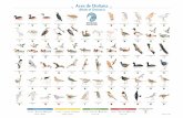 Aves de Doñana - seo.org±ana.pdf · Garcilla cangrejera (Ardeola ralloides) Squacco Heron 1p-100 p 100 p-1.000 p 1.000 p-10.000 p ESTIVAL (Breeding) Águila imperial ibérica (Aquila