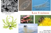 Paramecio Ameba (0’8 mm) Bacterias del yoghur Los 5 …centros.edu.xunta.es/iesdocastro/wp-content/uploads/2017/03/1... · Hay hongos unicelulares y hongos pluricelulares. Todos
