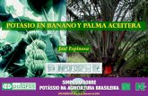 POTASIO EN BANANO Y PALMA ACEITERA - IPNI - Brasilbrasil.ipni.net/ipniweb/region/brasil.nsf... · Efecto de fuentes y dosis de K en el rendimiento de banano en Costa Rica . ... 0