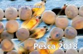 Pesca 2018 - bacinopescabvicenza.it · 2 PESCA SPORTIVA E DILETTANTISTICA La pesca sportiva e dilettantistica è l’attività esercitata nel tempo libero, senza scopo di lucro. Può