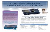 Tiburón ballena, mantas gigantes y tortugastheafricanexperiences.com/data/downloads/Tibur_n_ballena_mantas... · TIBURÓN BALLENA, TORTUGAS Y MANTAS GIGAN TES AÑO 2014 Traslados