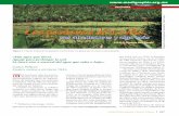 Los pantanos de Centla, - Default Parallels Plesk Page · nombran San Juan de Villahermosa, Figura 1. Vista de la flora de los pantanos, con los lirios y la planta que se conoce como
