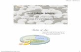 Ciclo Celular: Mitose - cld.pt · Mitose – BioGeo11  1 Ciclo Celular: Mitose Divisão de uma célula originando duas células geneticamente idênticas