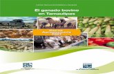 El ganado bovino en Tamaulipasinternet.contenidos.inegi.org.mx/contenidos/productos/prod_serv/... · producción de ganado bovino al país, sostenida principalmente por los recursos