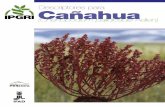 Descriptores para Cañahua - bioversityinternational.org · descriptores se basa en el trabajo de un equipo de expertos de dos países de América Latina (Bolivia y Perú), socios