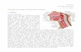Anatomia Patologica LARINGE e PNEUMOPATIEjavadevil.altervista.org/sbob/4a2sA/anatPat/anatPat/02 canB... · 1.2. Anatomia Il laringe, in questa bella immagine è un pezzo macroscopico
