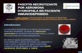 FASCITIS NECROTIZANTE POR AEROMONA ... - … 2016 PDF/P46.pdf · La fascitis necrotizante por Aeromonas hydrophila es una infección potencialmente mortal en pacientes inmunocomprometidos,