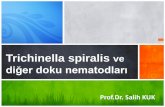 Trichinella spiralis - drkuk.netdrkuk.net/download/ders_notlar/07-T.spiralis-ve-diger-doku... · Trichinella spiralis diğer doku nematodlarını tanıyabilmek… Amaç ve Öğrenim