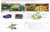 Cálcio y calidad de las frutas - DIGITAL.CSIC: Homedigital.csic.es/bitstream/10261/151527/1/ValJ_IFeriaFrutaBierzo... · Tipburn Alteraciones fisiológicas relacionadas con cálcio: