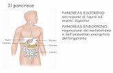 Il pancreas - dbcf.unisi.it · Il pancreas PANCREAS ESOCRINO: secrezione di liquidi ed enzimi digestivi PANCREAS ENDOCRINO: regolazione del metabolismo e dell’omeostasi energetica