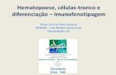 Silvia I.A.C.de Pires Ferreira HEMOSC Lab Medico … · ocorre no fígado fetal. A partir da 24ª semana a Medula óssea é o principal produtor ... microambiente, via regulação