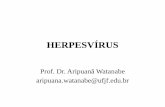 HERPESVÍRUS - ufjf.br · Vírus Epstein-Barr •Causador da mononucleose infecciosa (doença do beijo) •Latência em linfócito B •Replicação, transcrição e tradução do