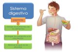 Sistema digestivo - ssccmanquehue.cl°Basico/Biología/ppt Sistema... · Glándulas anexas Tubo digestivo Sistema digestivo formado por procesos Ingestión Absorción Egestión SECRECIONES